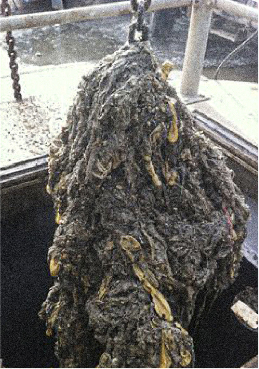 Image4