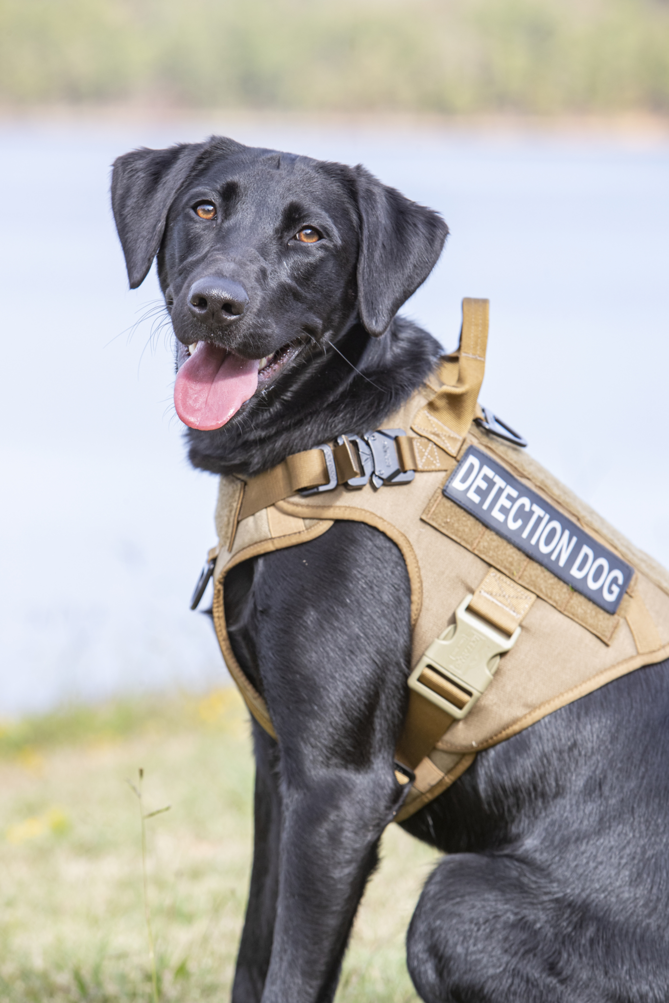 Leak detection dog 2