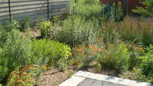Rain garden