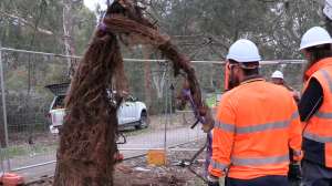 Adelaide root obstruction