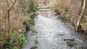 Thornton Creek Near Meadowbrook Pond 39Th Ave Ne Seattle Wa