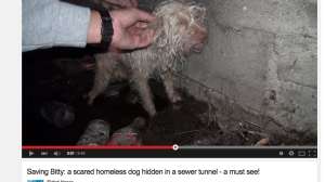 Screen shot 2015 03 09 at 8 02 50 am 171030 090026