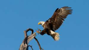 Bald eagle