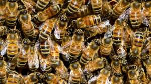 Bees
