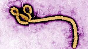Ebola virus cdc 171030 130601