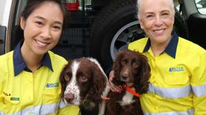 Leak Detection Dogs