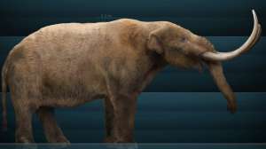 Mammut Americanum Sergiodlarosa