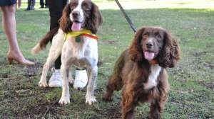 Sniffer Dogs