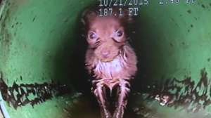 Springdale Puppy Rescued From Drainage Pipe