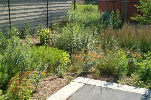 Rain garden