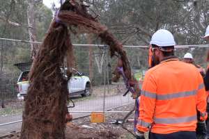 Adelaide root obstruction