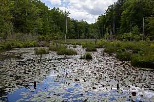 Wetlands