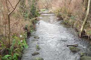 Thornton Creek Near Meadowbrook Pond 39Th Ave Ne Seattle Wa