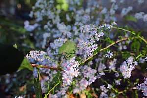 M0216 Durham Rain Gardens