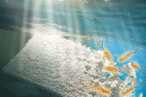 Northwestern Plastics Study
