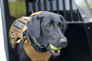 Sniffing Out Water Leaks