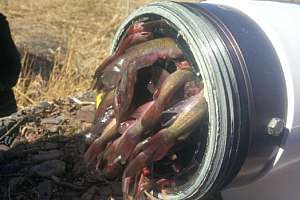 Fish fire hydrant aylesford 171030 135836