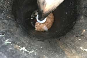 Louisville kitten 2