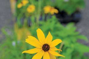Ready to Capture the Rain