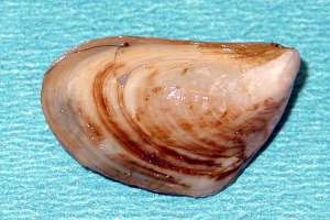 Nb quagga mussels