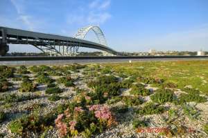 Green roof incentives boost stormwater management in Portland