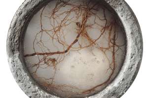 Chemical and Mechanical Root Control