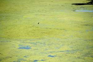 Protecting Water Resources from Algae