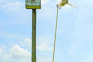 Cleaning Florida’s Water and Restoring Wetlands