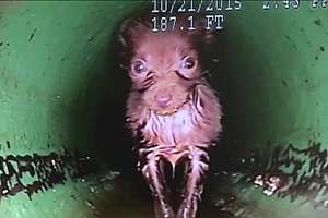 Springdale Puppy Rescued From Drainage Pipe