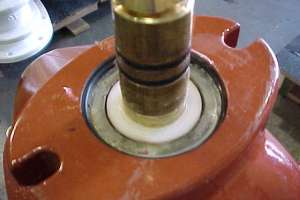 Stem pic
