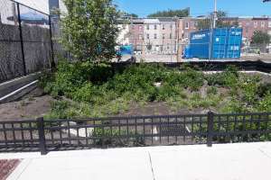 Tb pwd 3 Hagert Rainwater Garden