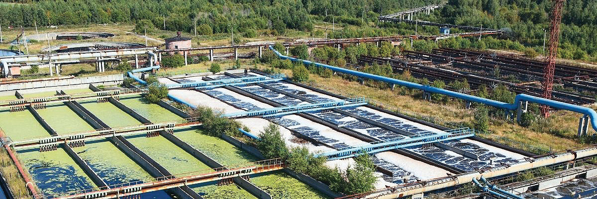 Xylem edge control